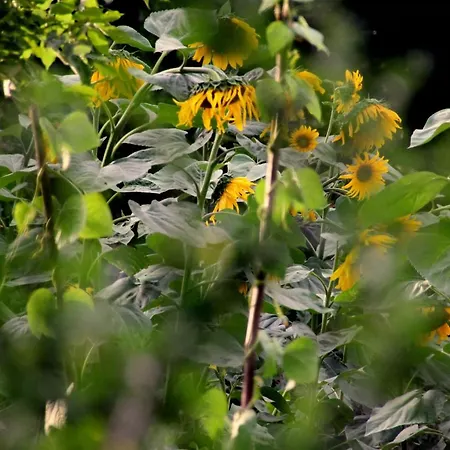 Pod Kluczem * Wolimierz