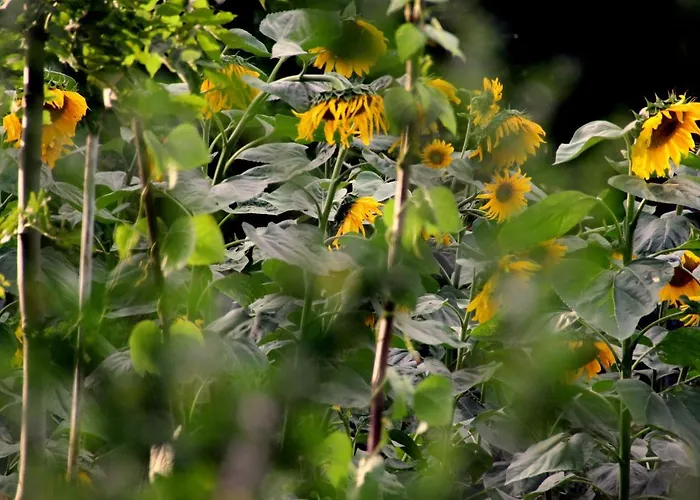 Pod Kluczem * Wolimierz